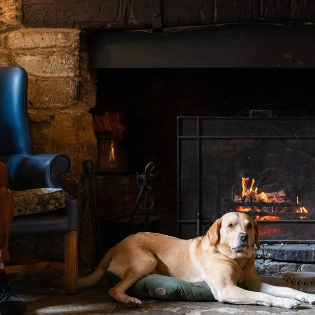 A dog sat in front of the fire with his owner sat in a chair and another dog next to her
