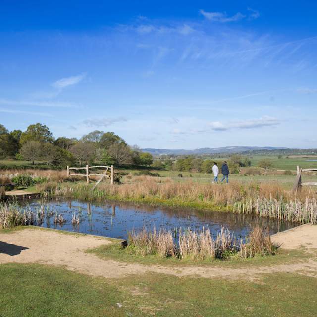 Pond and landcape at RSPB Pulborough Brooks