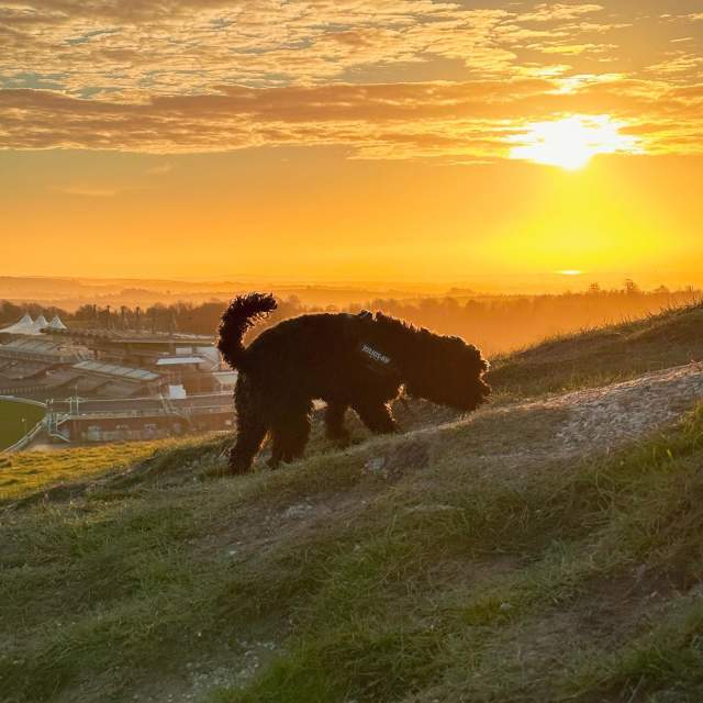 Dog on Trundle