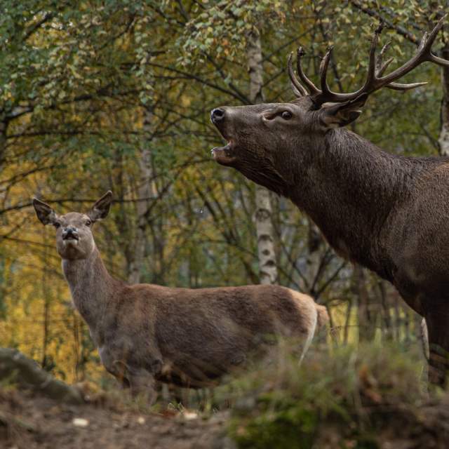 Deer Sognefjord