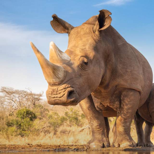 White Rhinos Zoo Knoxville
