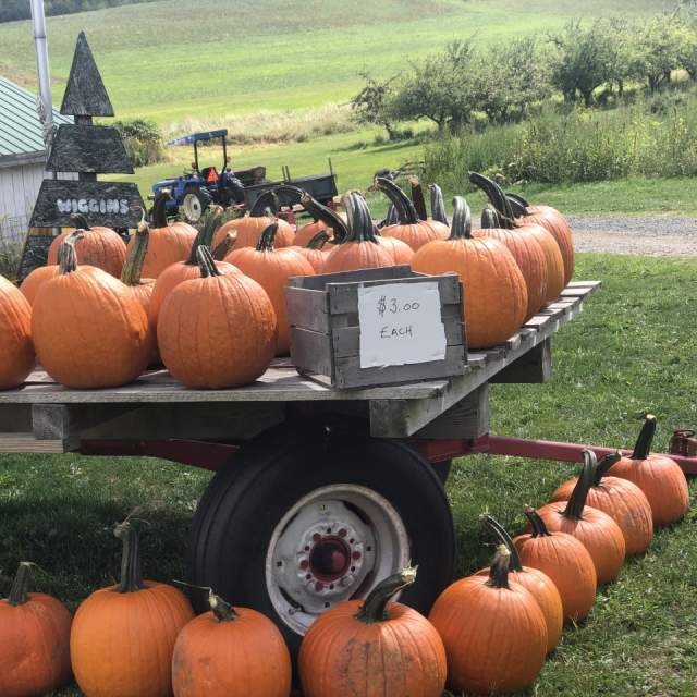 Pumpkins for sale