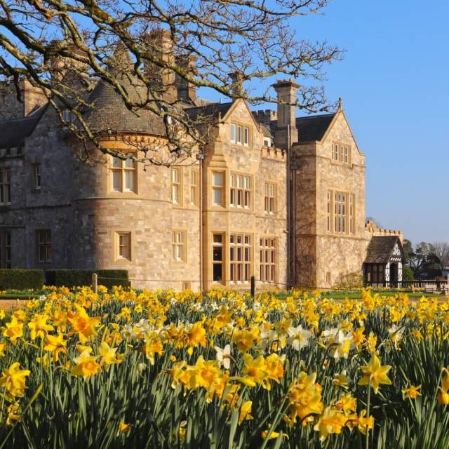 Beaulieu museum grounds spring daffodils in bloom