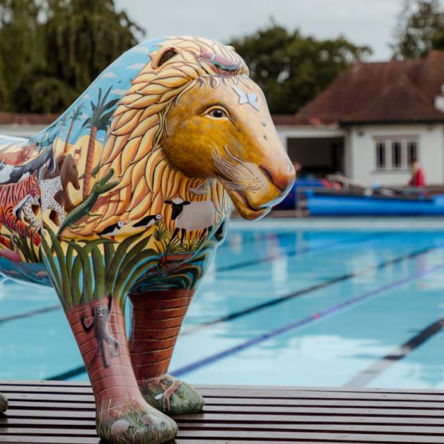 Lions at Large Cheltenham