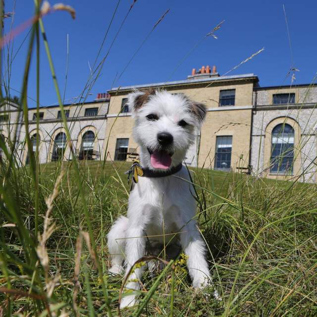 Goodwoof at Goodwood
