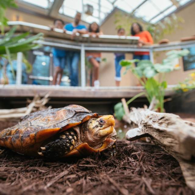 Turtles at Knoxville Zoo