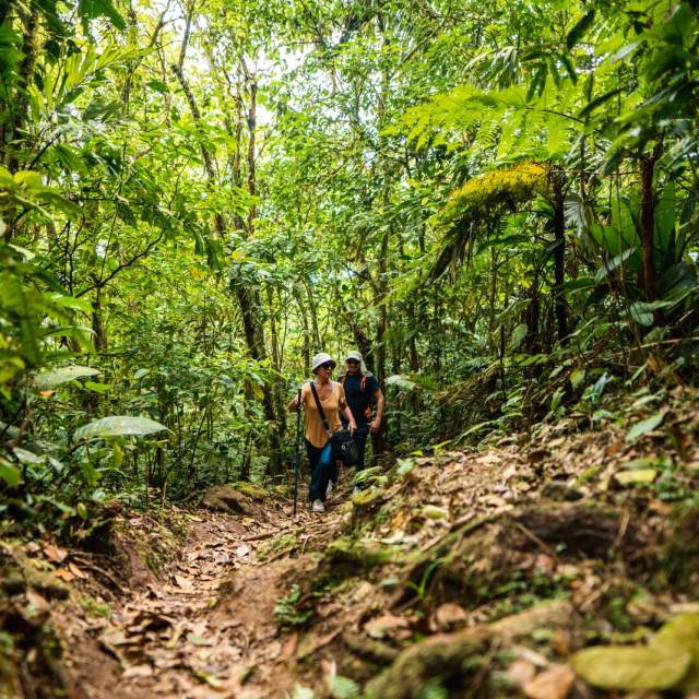 Visitantes caminan a través de la selva en el Cerro Graital, en El Valle de Antón, Panamá.