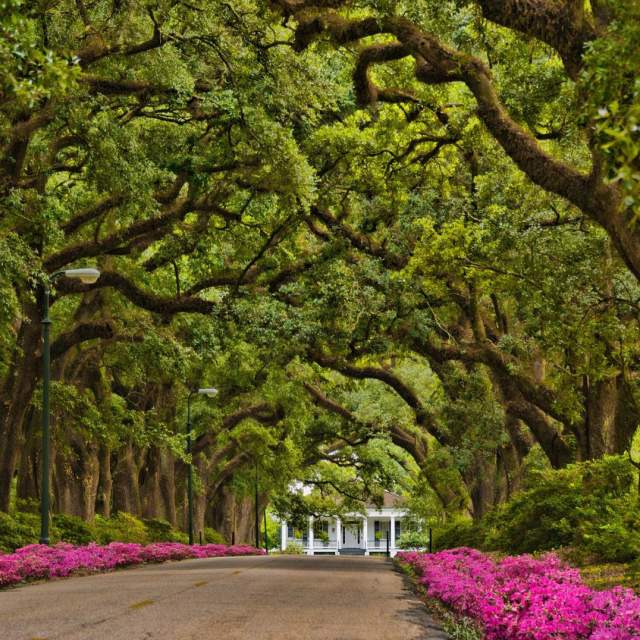 Stewartfield Ave of the Oaks