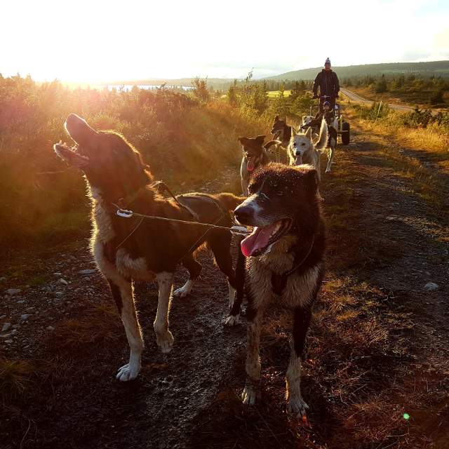Hundekjøring på høsten med Sjusjøen Husky Tours