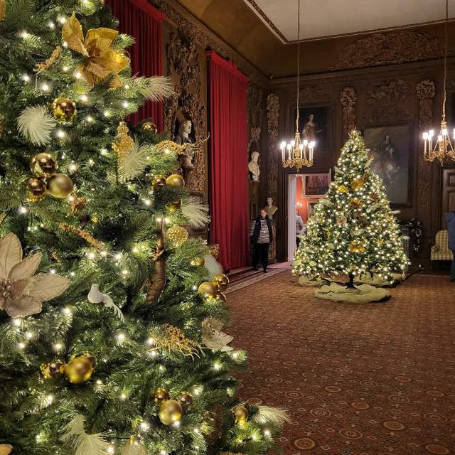 Christmas trees at Petworth House
