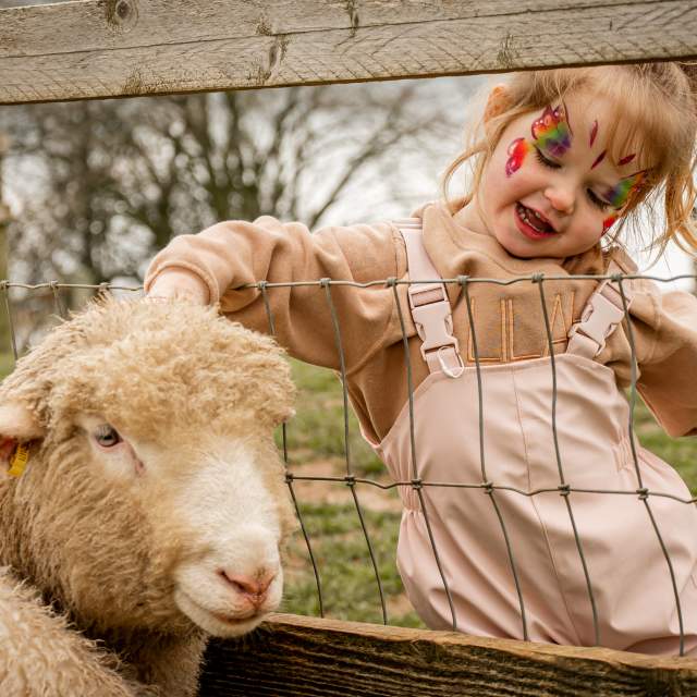 A little girl with her face painted like a butterfly strokes a sheep on its head