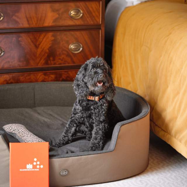 Dog staying at Ellenborough Park hotel Cheltenham. Image of black dog sat in a basket by a bed.