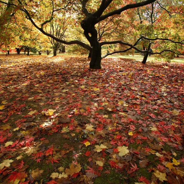 Fallen leaves in myriad of reds, browns and yellows blanket the ground beneath magnificent trees at Westonbirt Arboretum