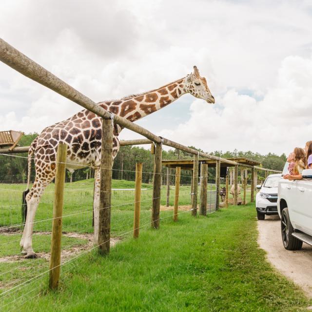 Cars driving by a giraffe at Wild Florida Airboats and Gator Park