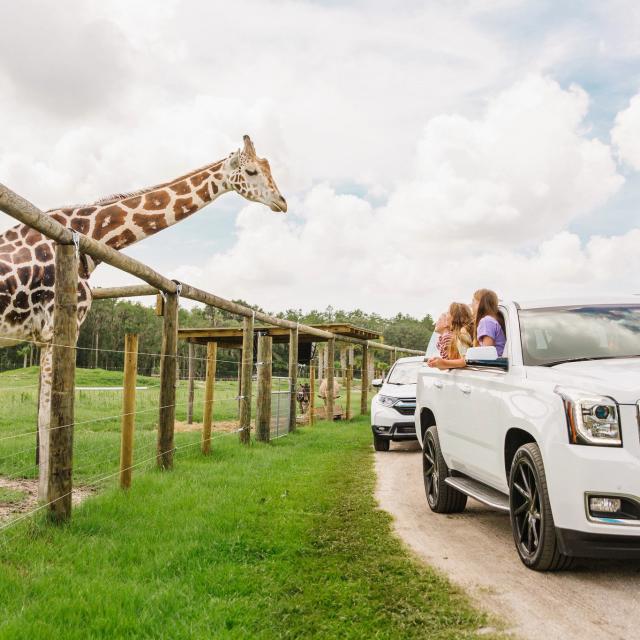 Cars driving by a giraffe at Wild Florida Airboats and Gator Park