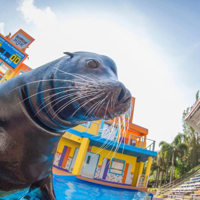 SeaWorld Orlando sea lion high trainer