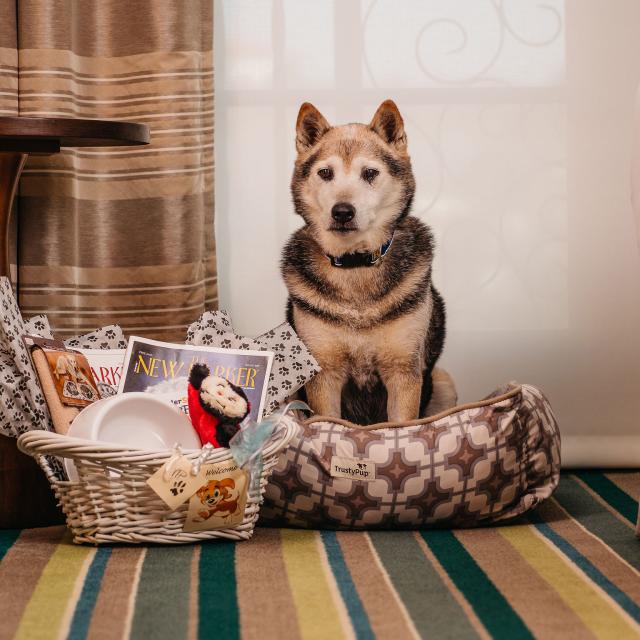 Dog welcome basket at The Alfond Inn