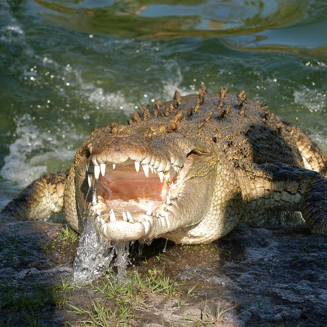 Gatorland saltwater crocodile