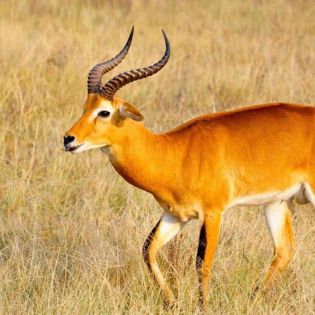Safari Wilderness Ranch