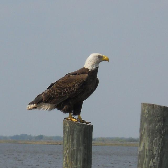 Kissimmee Swamp Tours bald eagle