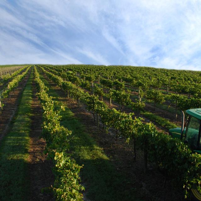 Orlando Wineries & Wine Bars Explore Things to Do