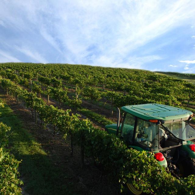 A tractor rolls through the lush, green fields at Lakeridge Winery & Vineyards.