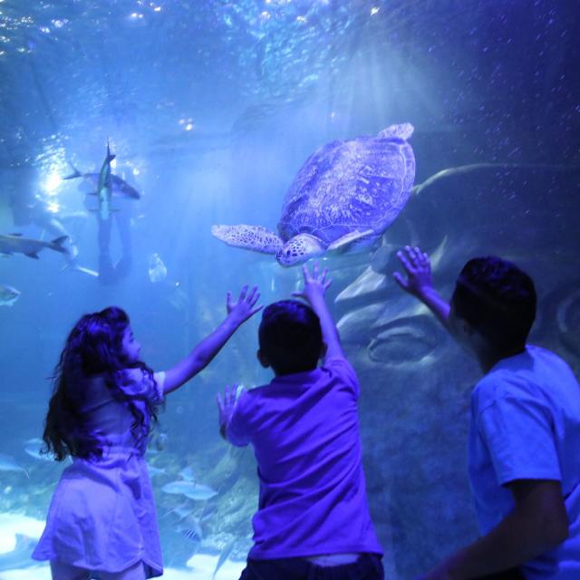 Children look at turtles at SEALIFE Orlando Aquarium