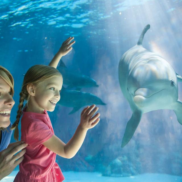 Mom and Daughter looking at a dolphin at SeaWorld Orlando