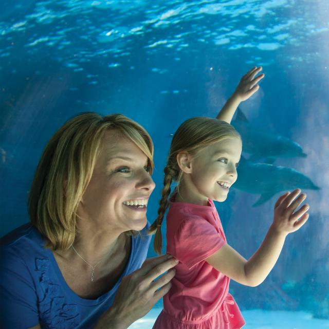 Mom and Daughter looking at a dolphin at SeaWorld Orlando