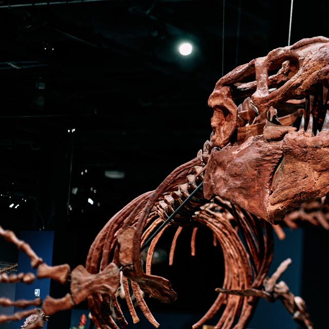 Dinosaur skeleton at the Orlando Science Center