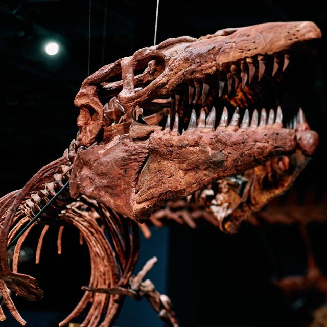 Dinosaur skeleton at the Orlando Science Center