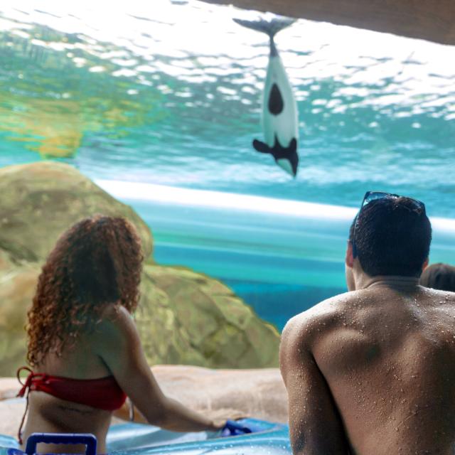 People viewing a whale at Loggerhead Lane in Aquatica Orlando