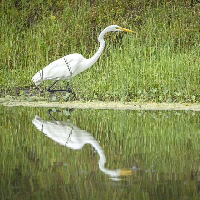 A white egret on the shore of a pond casts a reflection in calm water near Deleon Springs, Florida.