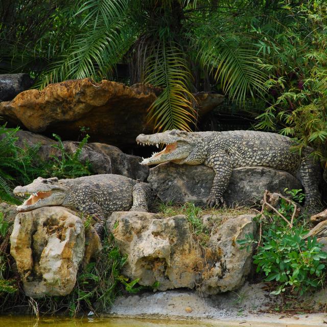 Gatorland American crocodiles on the shore