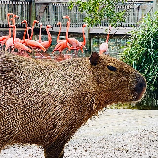 A capybara on flamingo island at Gatorland Orlando