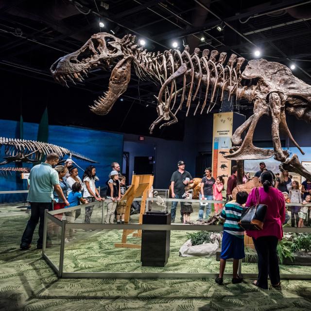 Dino Digs exhibit at Orlando Science Center.