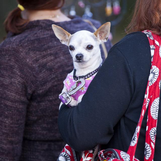 A woman carrying her dog while walking along Lake Eola in Orlando, Florida.