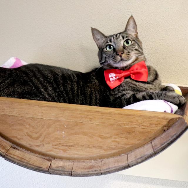 Cat with a bow tie lounging in a basket at Orlando Cat Cafe.