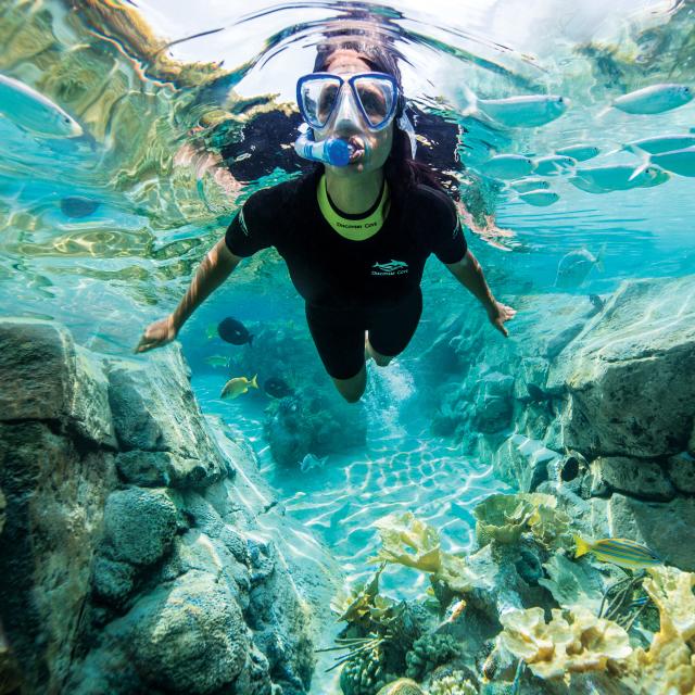 Discovery Cove in Orlando Guide to the AllInclusive Day Resort