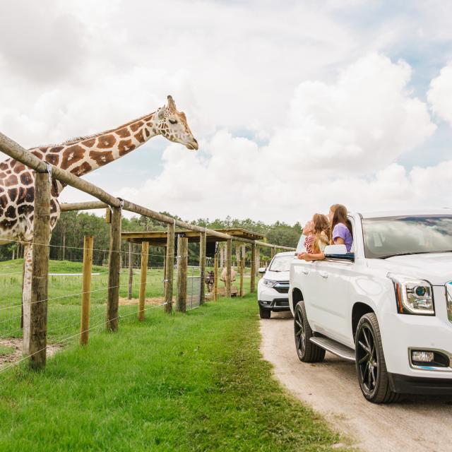 Cars driving by a giraffe at Wild Florida Airboats and Gator Park