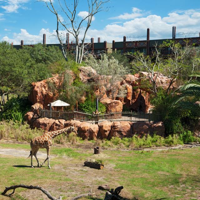 Disney's Animal Kingdom Lodge view of safari