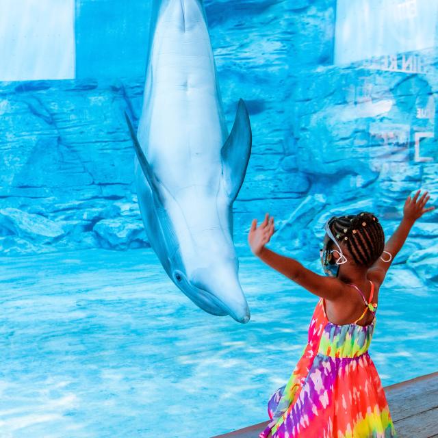 Clearwater Marine Aquarium girl looking at  Dolphin