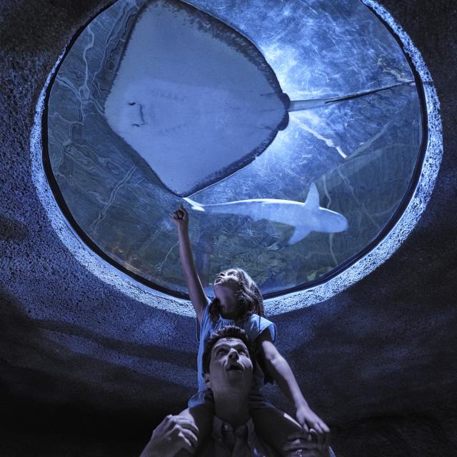 Girl on top of dad's shoulders while exploring underwater world at Sea Life Aquarium at ICON Park