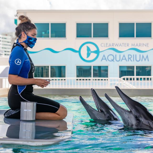 Clearwater Marine Aquarium trainer dolphins