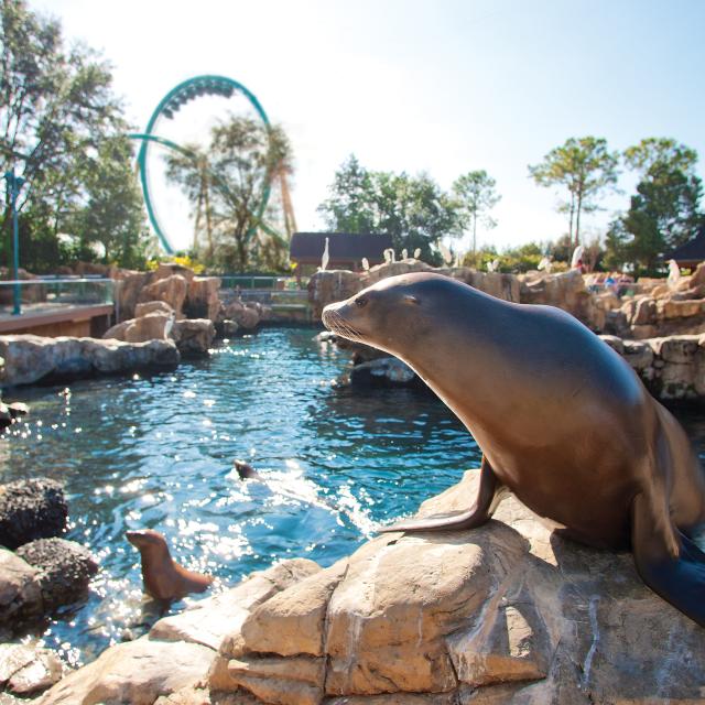 A seal sits in front of other seals swimming in the backround, along with a rollercoaster, at SeaWorld® Orlando.