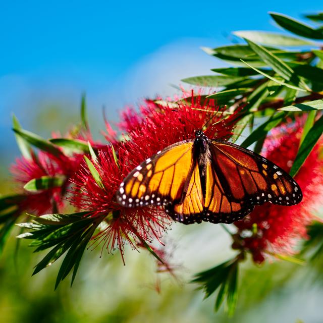 A butterfly lands on a flower in the butterfly garden at Harry P. Leu Gardens.