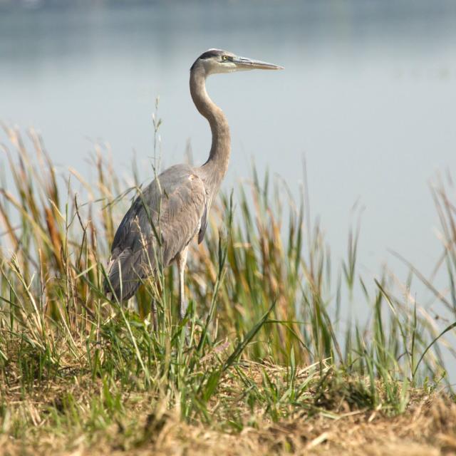 Great blue heron, Ardea herodias, standing in marsh grasses in Magnolia Park on the shore of Lake Apopka in Florida.