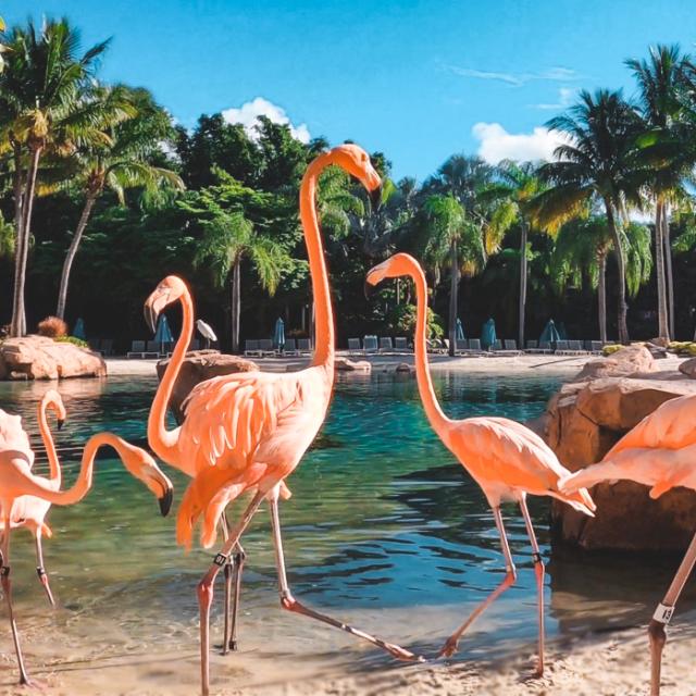 Flamingo Mingle at Discovery Cove