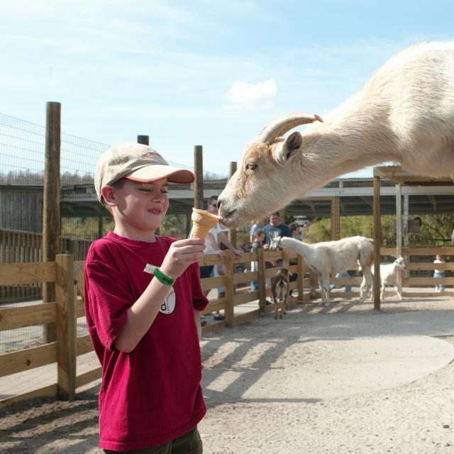 Gatorland boy feeding goats