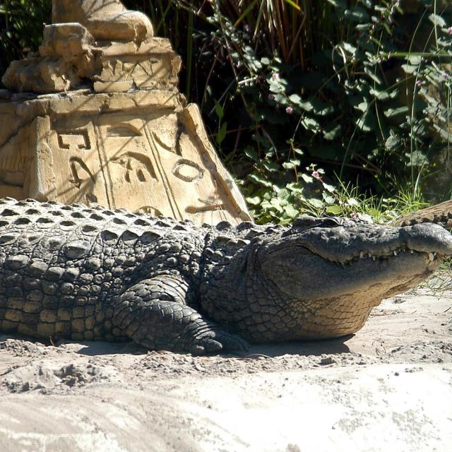 Gatorland alligator